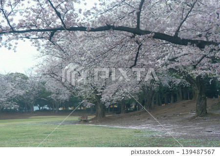 Scenery with cherry blossoms Scenery with cherry blossoms 139487567