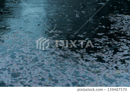 A pond with cherry blossom petals falling 139487570