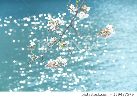 Cherry blossoms floating on the water Cherry blossoms floating on the water 139487579