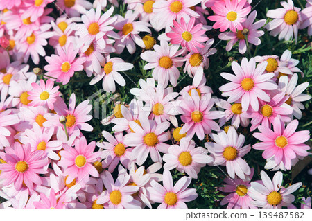 Marguerite flowers blooming in the spring flowerbed Marguerite flowers blooming in the spring flowerbed 139487582