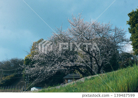 Scenery with cherry blossoms Scenery with cherry blossoms 139487599
