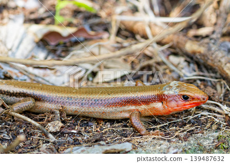 Adult Japanese lizard walking along a mountain path 139487632