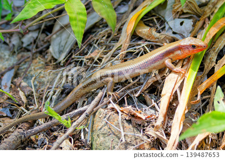 Adult Japanese lizards during the breeding season 139487653