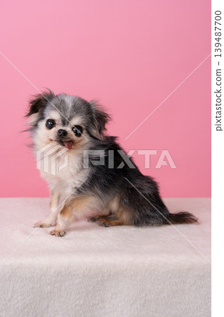 A Chihuahua sitting against a pink background A Chihuahua sitting against a pink background 139487700