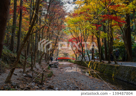 靜岡縣遠富國一宮市小國神社的秋葉 靜岡縣遠富國一宮市小國神社的秋葉 139487804