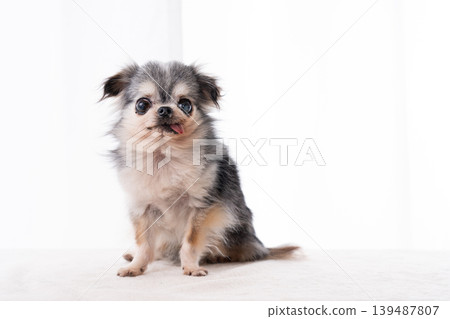 一隻吉娃娃犬的全身像,坐在白色背景上。 一隻吉娃娃犬的全身像,坐在白色背景上。 139487807
