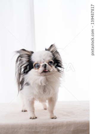 A Chihuahua standing sideways against a white background. A Chihuahua standing sideways against a white background. 139487817