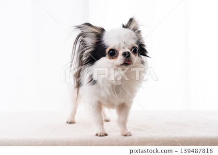 A Chihuahua standing sideways against a white background. 139487818