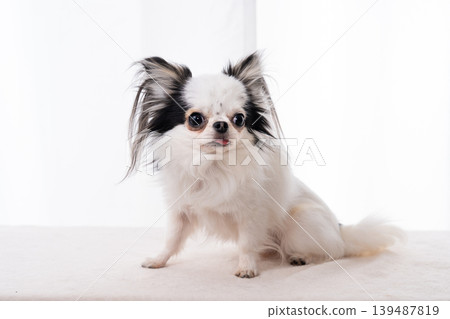 A Chihuahua standing sideways against a white background. A Chihuahua standing sideways against a white background. 139487819