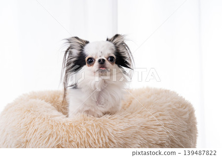 A black and white Chihuahua is sitting in a fluffy white bed, gazing at the camera. A black and white Chihuahua is sitting in a fluffy white bed, gazing at the camera. 139487822