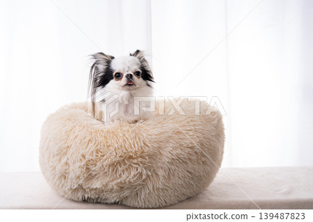 A Chihuahua peeking out from behind a cushion against a white background. A Chihuahua peeking out from behind a cushion against a white background. 139487823