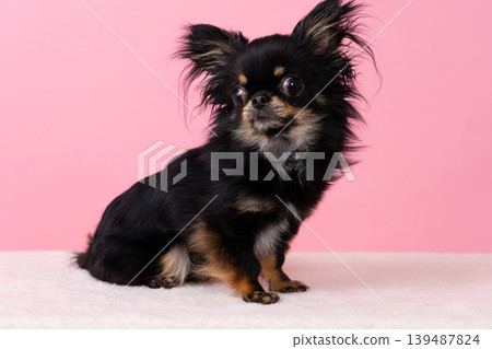 A Chihuahua sitting in a studio with a pink background. A Chihuahua sitting in a studio with a pink background. 139487824