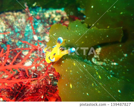 A Pikachu sea slug (Thecacera pacifica) photographed in the sea off Izu Oshima, Tokyo. A Pikachu sea slug (Thecacera pacifica) photographed in the sea off Izu Oshima, Tokyo. 139487827