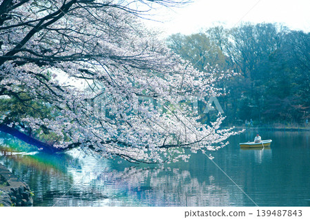 石神井公園櫻花盛開,景色宜人。 石神井公園櫻花盛開,景色宜人。 139487843