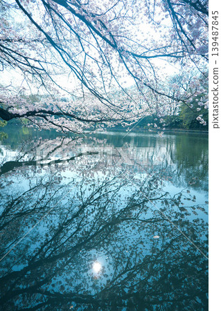 Shakujii公園的櫻花 Shakujii公園的櫻花 139487845