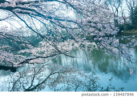櫻花出現在水面上 櫻花出現在水面上 139487846