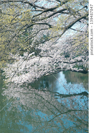 石神井公園的染井吉野櫻花盛開。 石神井公園的染井吉野櫻花盛開。 139487847