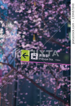 Cherry blossoms in bloom, road sign Cherry blossoms in bloom, road sign 139487848