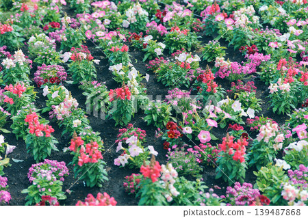 Colorful Corius Colorful Corius 139487868