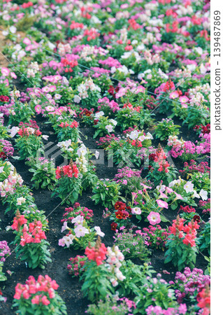 Colorful flower bed Colorful flower bed 139487869