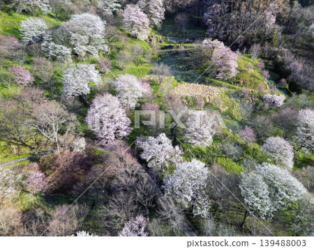 Cherry blossoms at Noddha Cherry blossoms at Noddha 139488003
