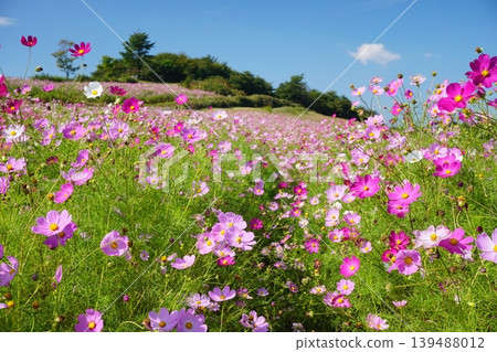 A landscape of a hill covered in blooming cosmos flowers against the backdrop of a clear autumn sky. (Version 2) 139488012