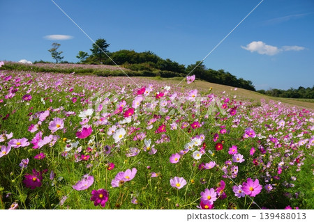 A landscape of a hill covered in blooming cosmos flowers against the backdrop of a clear autumn sky. Ver1 139488013