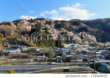 Cherry blossoms at Noddha 139488020