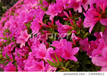 Azalea flowers, light pink azaleas 139488022