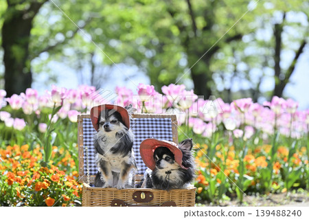 Tulips and violas in full bloom; two Chihuahuas wearing matching hats. 139488240