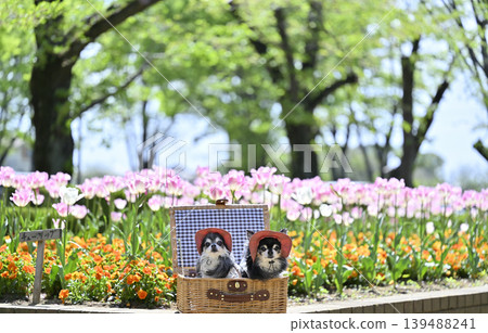 Tulips and violas in full bloom; two Chihuahuas wearing matching hats. Tulips and violas in full bloom; two Chihuahuas wearing matching hats. 139488241