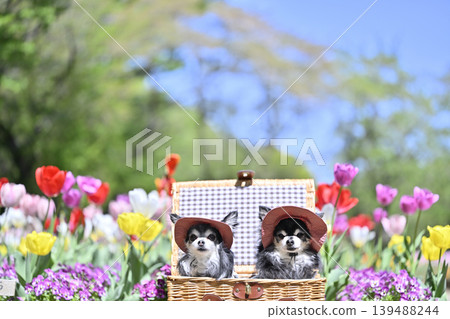 Tulips and violas in full bloom; two Chihuahuas wearing matching hats. Tulips and violas in full bloom; two Chihuahuas wearing matching hats. 139488244