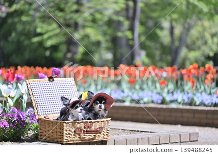 Tulips and violas in full bloom; two Chihuahuas wearing matching hats. Tulips and violas in full bloom; two Chihuahuas wearing matching hats. 139488245