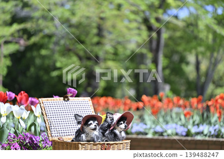 Tulips and violas in full bloom; two Chihuahuas wearing matching hats. Tulips and violas in full bloom; two Chihuahuas wearing matching hats. 139488247