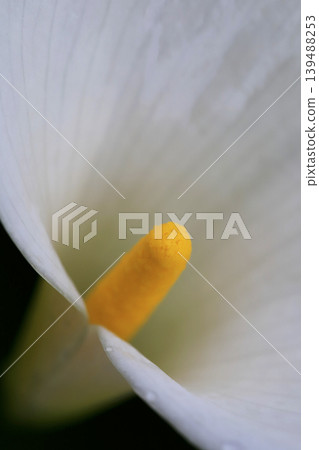 White calla lilies with raindrops after the rain. White calla lilies with raindrops after the rain. 139488253