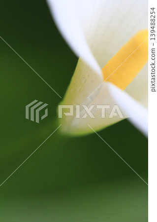 White calla lilies with raindrops after the rain. White calla lilies with raindrops after the rain. 139488254