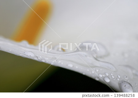 雨後,白色的馬蹄蓮上掛著雨滴。 雨後,白色的馬蹄蓮上掛著雨滴。 139488258