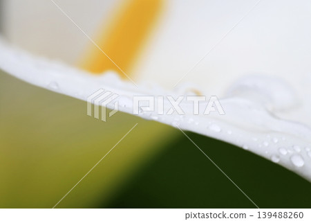 White calla lilies with raindrops after the rain. White calla lilies with raindrops after the rain. 139488260