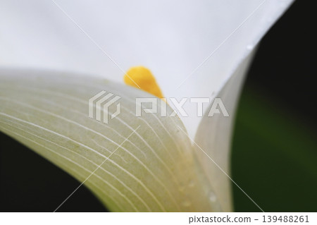 White calla lilies with raindrops after the rain. White calla lilies with raindrops after the rain. 139488261