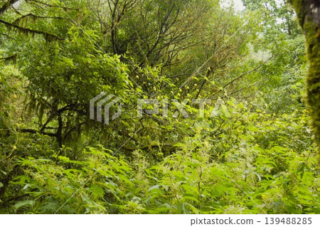 尼泊爾喜馬拉雅山脈豐富的自然景觀 尼泊爾喜馬拉雅山脈豐富的自然景觀 139488285