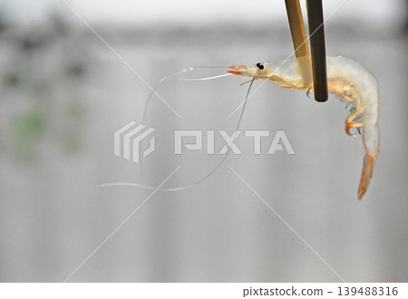 White shrimp, Toyama City, Toyama Prefecture White shrimp, Toyama City, Toyama Prefecture 139488316