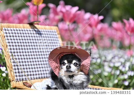 A cute Chihuahua wearing a hat, surrounded by blooming tulips and violas. A cute Chihuahua wearing a hat, surrounded by blooming tulips and violas. 139488331