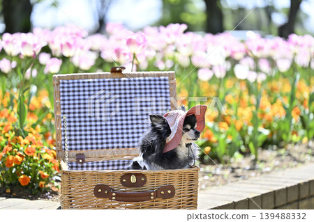 A cute Chihuahua wearing a hat, surrounded by blooming tulips and violas. A cute Chihuahua wearing a hat, surrounded by blooming tulips and violas. 139488332