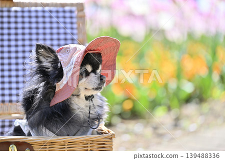 A cute Chihuahua wearing a hat, surrounded by blooming tulips and violas. 139488336