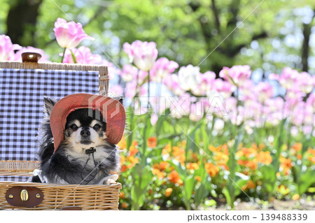 A cute Chihuahua wearing a hat, surrounded by blooming tulips and violas. A cute Chihuahua wearing a hat, surrounded by blooming tulips and violas. 139488339