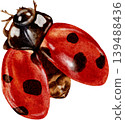 A clipart of a ladybug with open wings, an isolated illustration. A beautiful hand-drawn watercolor insect. 139488436