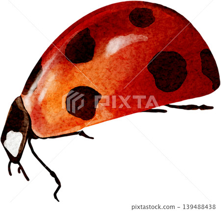 A clipart of a ladybug, an isolated illustration. A beautiful hand-drawn watercolor insect. A clipart of a ladybug, an isolated illustration. A beautiful hand-drawn watercolor insect. 139488438