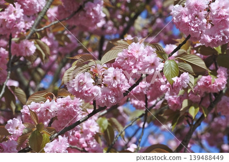 Sato Sakura 139488449