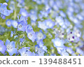 喜林草 139488451