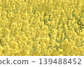 Nanohana領域 139488452
